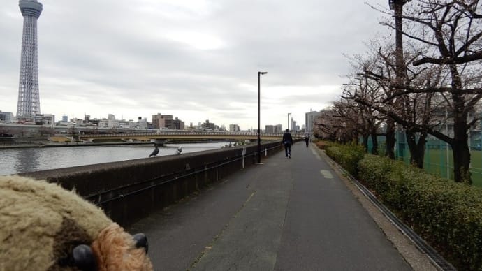隅田公園の桜・19