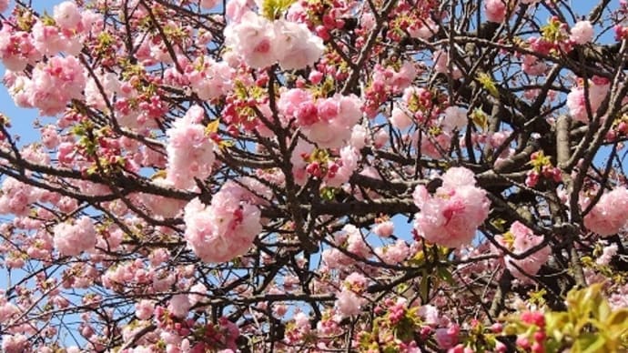 つぶやき#2791　いたち川の八重桜