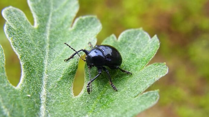 イモサルハムシ Colasposoma dauricum :新ハムシリーズ第24弾