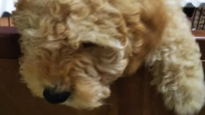 幼犬のにおい気になる