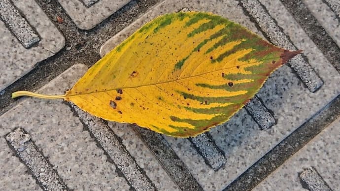 棚田