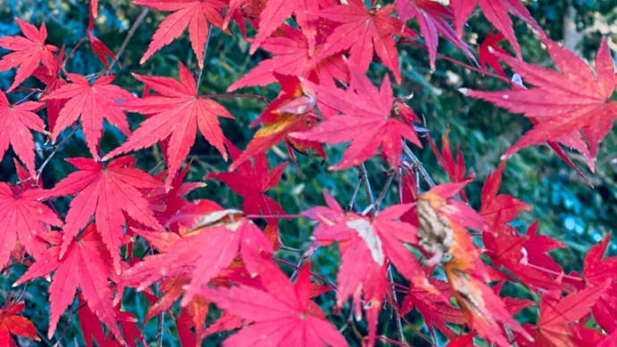 佐倉城址公園の 紅葉