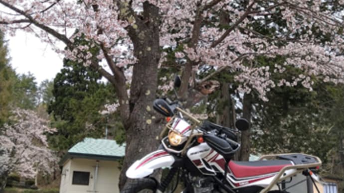 関小学校の桜