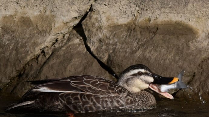 なにを食べてるの カルガモ