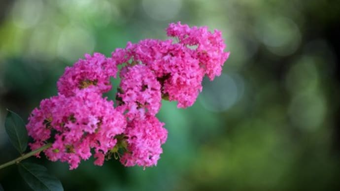 咲き残った百日紅とホタルブクロの花