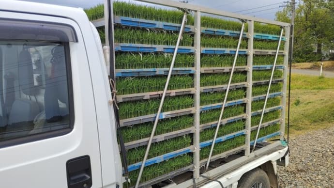 田植え2025