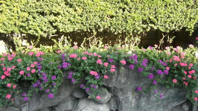 成長しました 花手毬