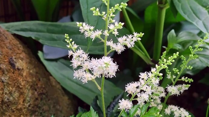 ナチアワモリショウマの開花のことなど