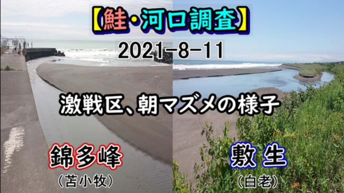 【鮭釣り】苫小牧・白老アキアジ調査!朝マズメの様子
