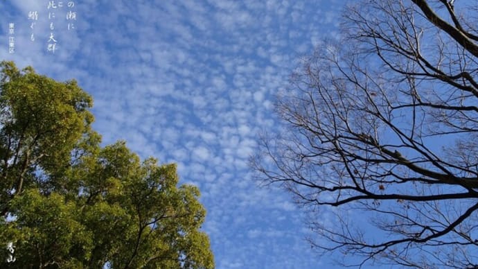 年の瀬の鰯雲