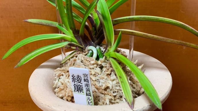 綾簾