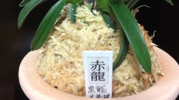 赤龍