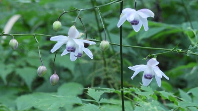 御岳山 夏の妖精 レンゲシュウマ(蓮華升麻)の見に