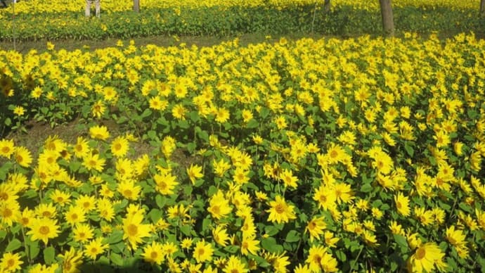 冬の寒川ひまわり祭