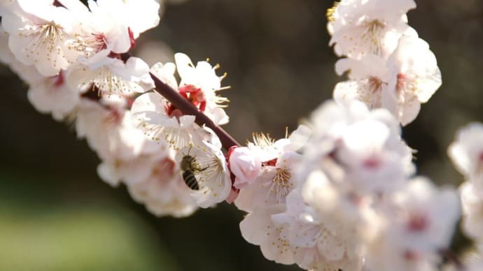 蜜蜂のプ～ン　🐝