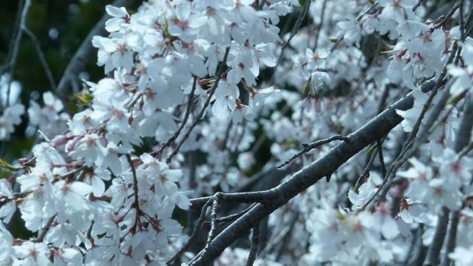 サクラ シダレザクラ(枝垂桜)2025-1