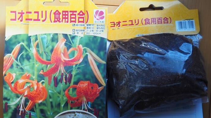 ゆりね  を植えた