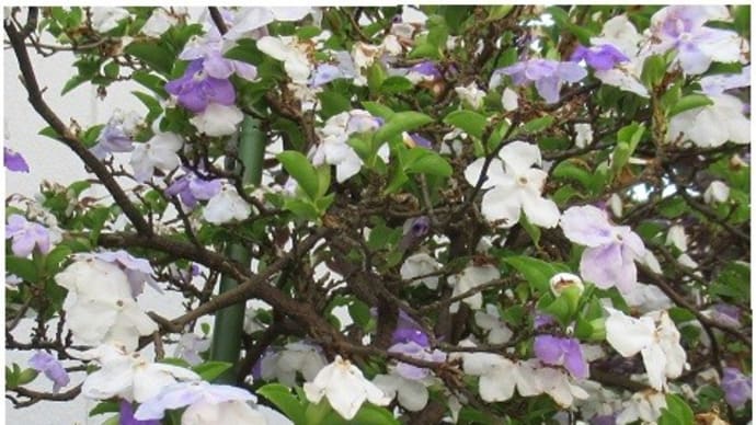 皆既月食は分厚い雲が邪魔をしました バナナパンケーキ ニオイバンマツリの花