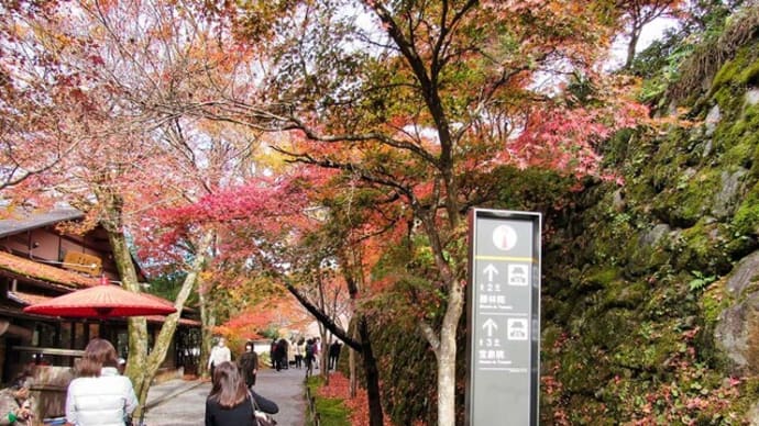 京都 大原 実光院 不断桜 2022晩秋