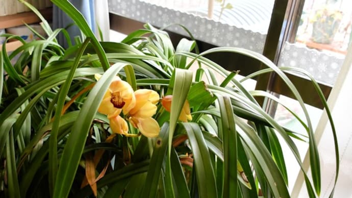 シンビジュウムの花開く