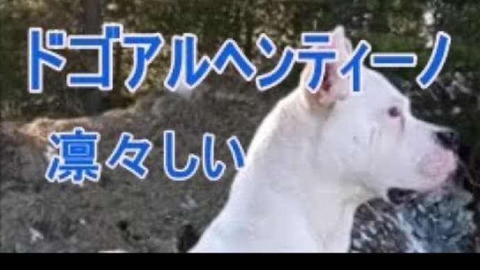 美しいドゴアルヘンティーノをご覧ください。白い犬