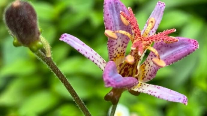 庭のお花達　ホトトギス他