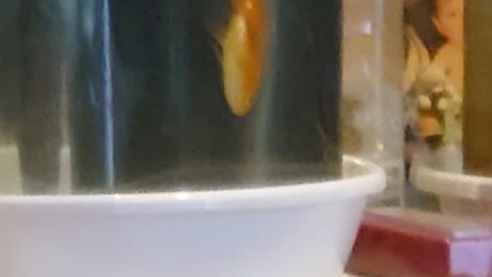 さかだち金魚