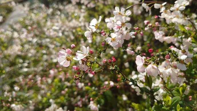 ピンクユキヤナギ／公園の梅花"思いのまま"とヒュウガミズキ