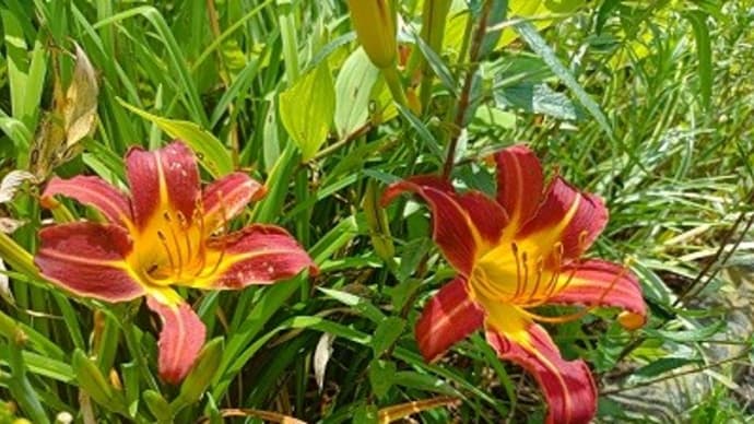 夏の花・華コレクション2024 あちいだろなヘメロカリス