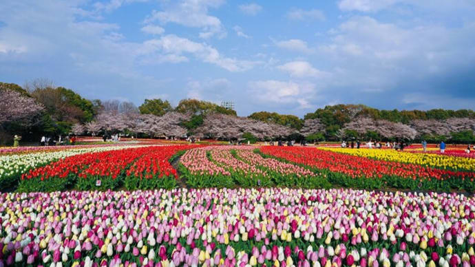 なばなの里のチューリップ祭り