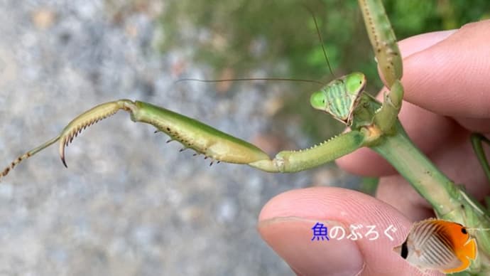 オオカマキリ