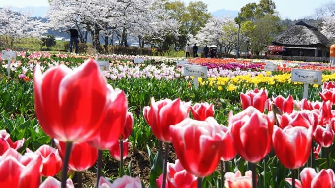 チューリップのお花畑