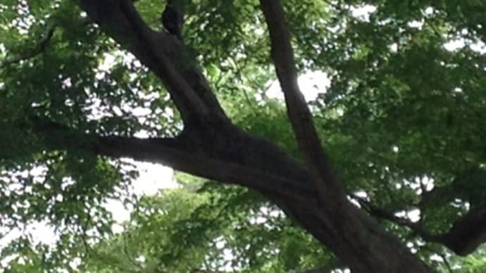 都内で巣を作る野生の鷹を見つけた
