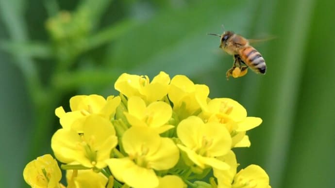 チョウゲンの谷 その2
