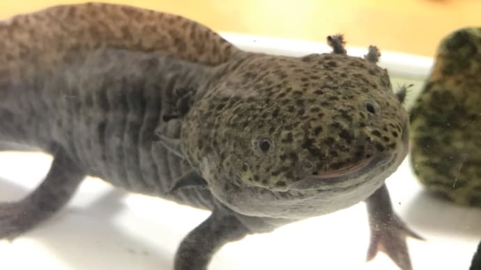ウッチャンにこっ!