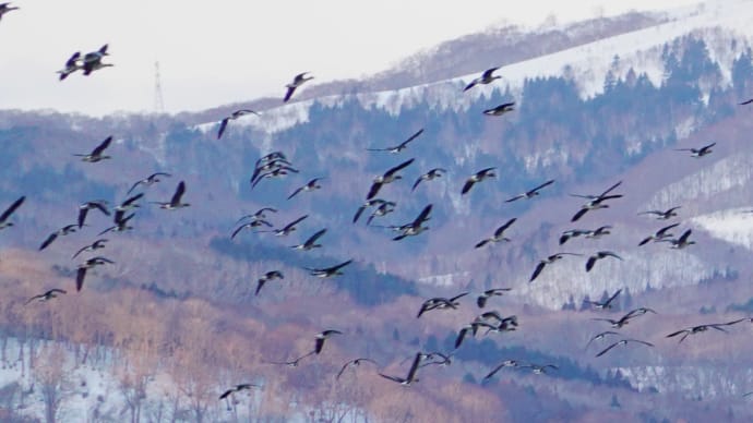 「水鳥・朝の舞」渡り鳥休息地・大沼