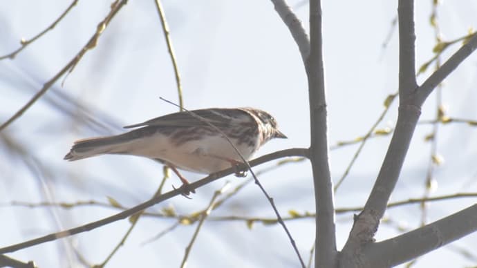 カシラダカ、カワラヒワ、キバナノアマナ