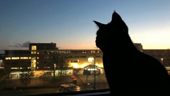 動物たちの夜を終わらせるために