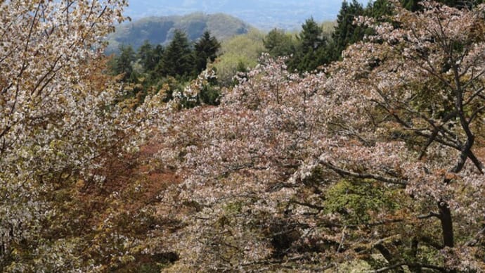 21日の山桜&春は駆け足