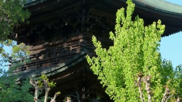 信州上田は・・・むかし信濃国の国府・・・国分寺跡に・・・「カバン」の藤