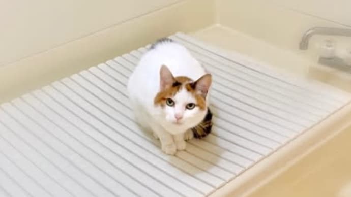 さっちゃんの色んなこと