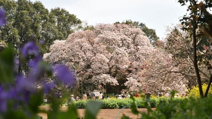 千葉県印西市 吉高の大桜 満開した姿は、まるでピンクの小山~!