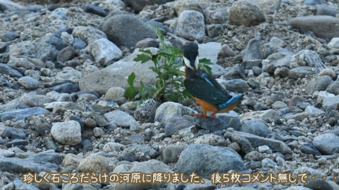 秋に渡る鳥さん達まだかなぁ～