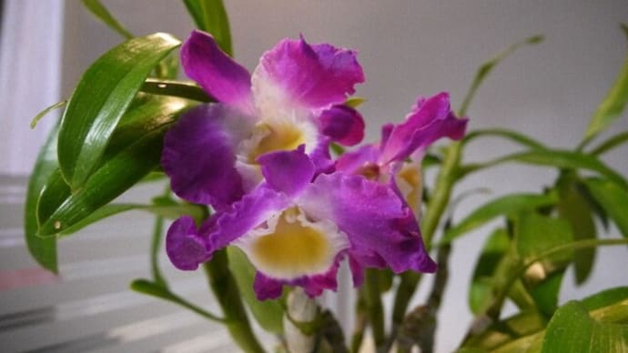 蘭の開花