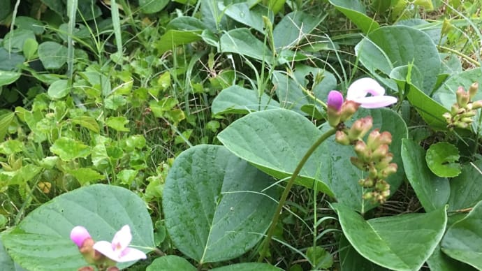 ハマナタマメのお花消えちゃった!?😳 6月30日