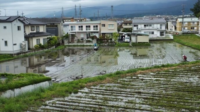 田植え 水鏡 黒猫ずぶぬれ帰還