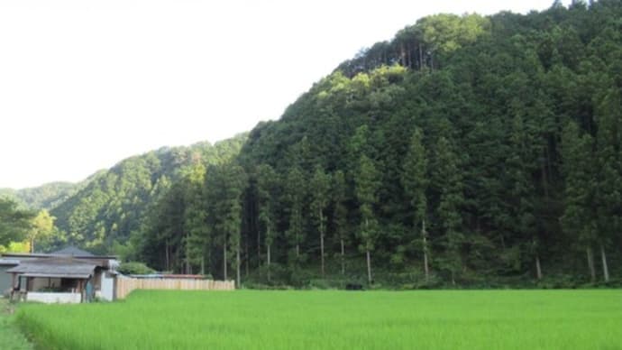 危険な暑さ・週末住人さんと散歩