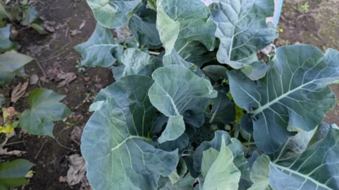 野菜を作ろう2024秋冬〜その8〜収穫しながら後片付け準備