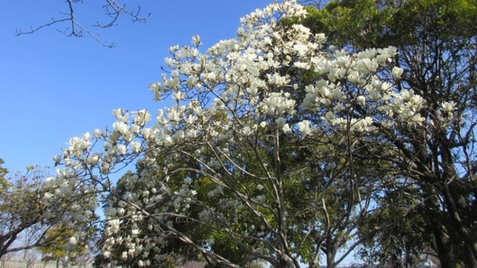 こぶしの花