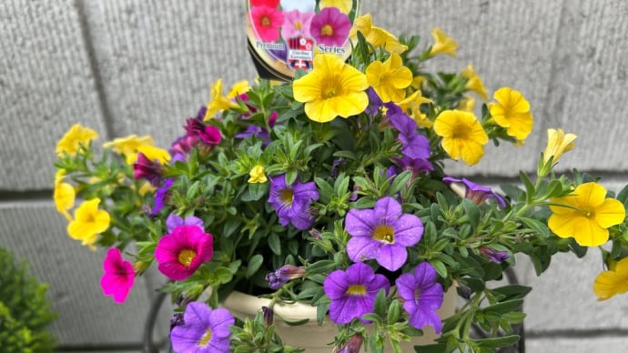 5月前に花を替える